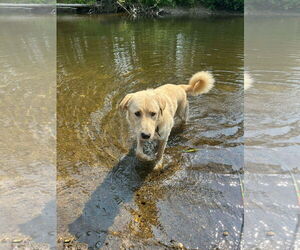 Great Pyrenees Dogs for adoption in Croydon, NH, USA