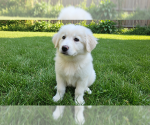 Great Pyrenees Dogs for adoption in MIDWAY, UT, USA