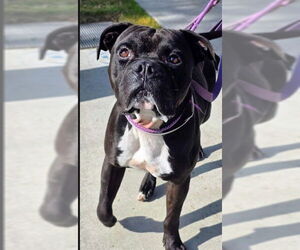 Mutt Dogs for adoption in Downey, CA, USA