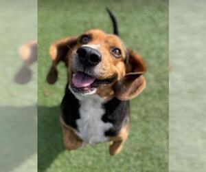 Beagle Dogs for adoption in Clyde, NC, USA