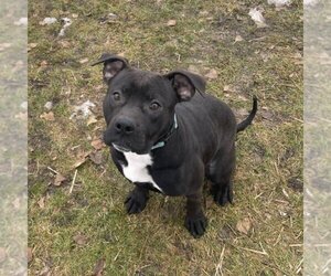 American Pit Bull Terrier-Unknown Mix Dogs for adoption in Aurora, IL, USA
