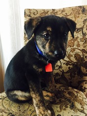 Mastador Dogs for adoption in Mankato, MN, USA