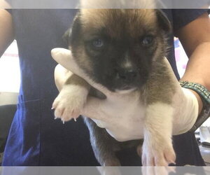 German Shepherd Dog-Unknown Mix Dogs for adoption in Riverside, CA, USA