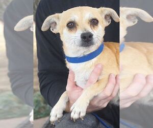 Chihuahua-Unknown Mix Dogs for adoption in Carrollton, TX, USA
