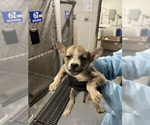 Mutt Dogs for adoption in Stockton, CA, USA