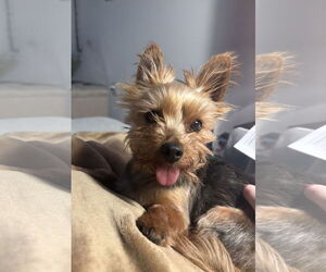 Mutt Dogs for adoption in Philadelphia, PA, USA