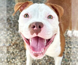 American Bulldog-Unknown Mix Dogs for adoption in Jefferson, WI, USA