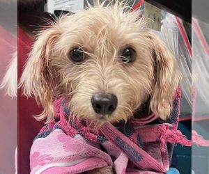 Mutt Dogs for adoption in Spring Lake, NC, USA