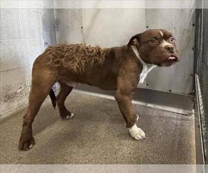 American Pit Bull Terrier-Unknown Mix Dogs for adoption in San Bernardino, CA, USA