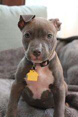 American Pit Bull Terrier-American Staffordshire Terrier Mix Dogs for adoption in Minneapolis, MN, USA