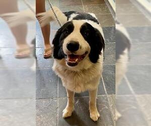Bearded Collie-Great Pyrenees Mix Dogs for adoption in South Lake Tahoe, CA, USA