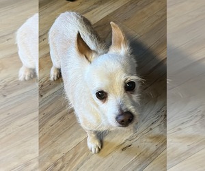 Chiweenie Dogs for adoption in Shreveport, LA, USA