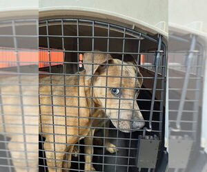 Medium Photo #1 Staffordshire Bull Terrier-Unknown Mix Puppy For Sale in Louisville, KY, USA