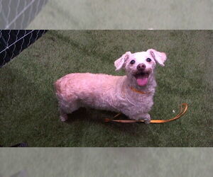 Poodle (Miniature)-Unknown Mix Dogs for adoption in Downey, CA, USA