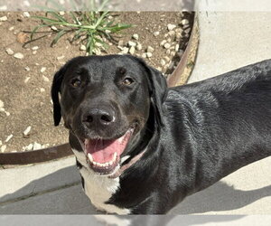 Labrador Retriever-Unknown Mix Dogs for adoption in Tulsa, OK, USA