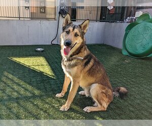 German Shepherd Dog Dogs for adoption in Pasadena, CA, USA