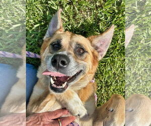 Retriever -Unknown Mix Dogs for adoption in Minneapolis, MN, USA