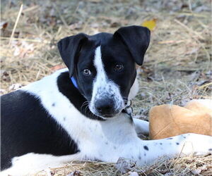 Pointer-Unknown Mix Dogs for adoption in Union, WV, USA