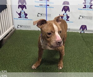 Staffordshire Bull Terrier-Unknown Mix Dogs for adoption in Orlando, FL, USA
