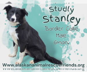 Border Collie-Unknown Mix Dogs for adoption in Anchorage, AK, USA