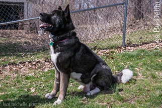 Akita Dogs for adoption in Kansas City, MO, USA