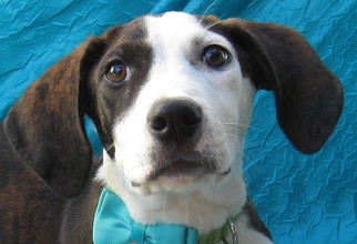 Bogle Dogs for adoption in Cuba, NY, USA