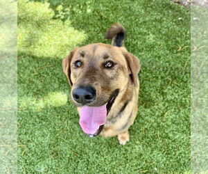 Labrador Retriever-Unknown Mix Dogs for adoption in Hilton Head, SC, USA