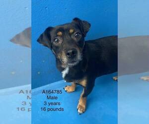 Dachshund-Unknown Mix Dogs for adoption in Calgary, Alberta, Canada