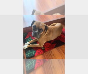 Boxer Dogs for adoption in Austin, TX, USA