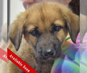 Golden Shepherd Dogs for adoption in Huntley, IL, USA