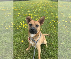Shepradors Dogs for adoption in Benton, PA, USA