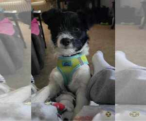 Shih Tzu-Unknown Mix Dogs for adoption in Pottstown, PA, USA