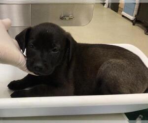 German Shepherd Dog-Unknown Mix Dogs for adoption in Riverside, CA, USA