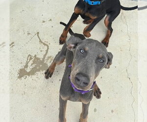 Doberman Pinscher-Unknown Mix Dogs for adoption in Waterford, VA, USA