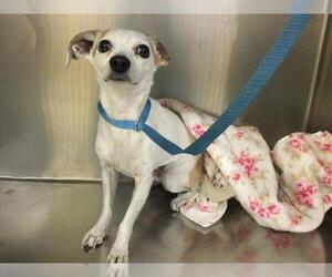 Chihuahua Dogs for adoption in Riverside, CA, USA