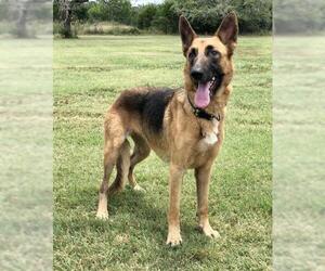 German Shepherd Dog Dogs for adoption in Austin, TX, USA