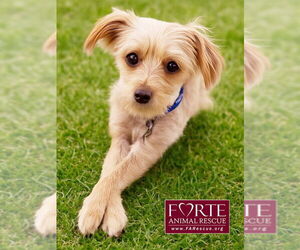 Mutt Dogs for adoption in Marina del Rey, CA, USA