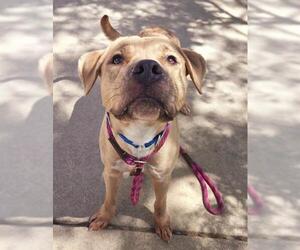 American Pit Bull Terrier-Unknown Mix Dogs for adoption in Sacramento, CA, USA