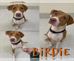 American Pit Bull Terrier-English Coonhound Mix Dogs for adoption in Saginaw, MI, USA