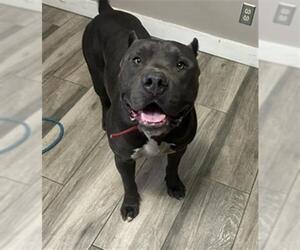 American Pit Bull Terrier Dogs for adoption in Redlands, CA, USA