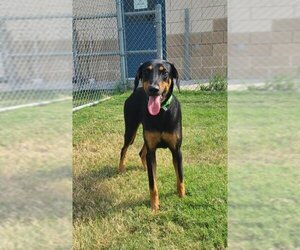 Doberman Pinscher-Unknown Mix Dogs for adoption in Corpus Christi, TX, USA