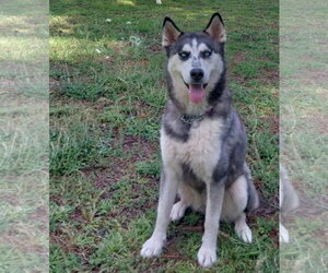 Siberian Husky Dogs for adoption in Cumming, GA, USA