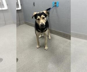 German Shepherd Dog-Unknown Mix Dogs for adoption in Las Vegas, NV, USA