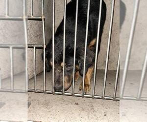 Australian Shepherd-Unknown Mix Dogs for adoption in Oklahoma City, OK, USA