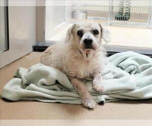 Coton de Tulear-Unknown Mix Dogs for adoption in Martinez, CA, USA