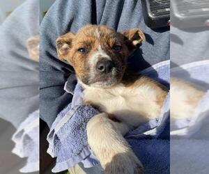 American Pit Bull Terrier-Unknown Mix Dogs for adoption in Oklahoma City, OK, USA