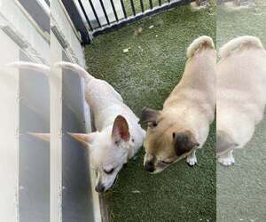 Chihuahua-Unknown Mix Dogs for adoption in Tempe , AZ, USA