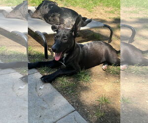 Mutt Dogs for adoption in Jackson Township, NJ, USA