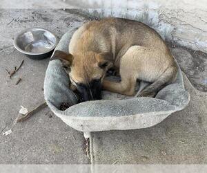 German Shepherd Dog-Unknown Mix Dogs for adoption in San Antonio, TX, USA