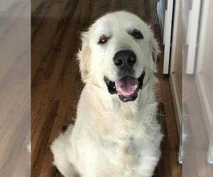 Great Pyrenees Dogs for adoption in San Francisco, CA, USA